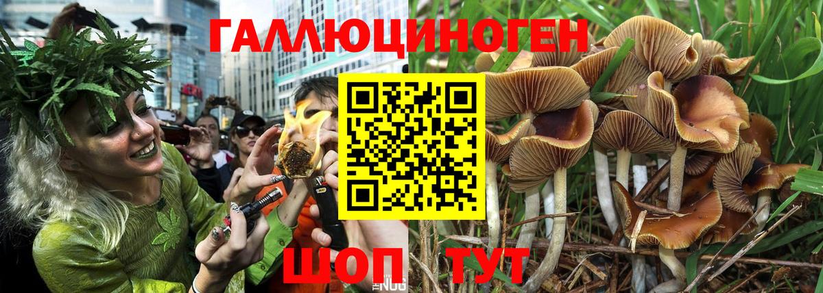 Тында  Галлюциногенные грибы GOLDEN TEACHER  Вход с VPN 